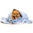 Полотенца и банные халаты для собак